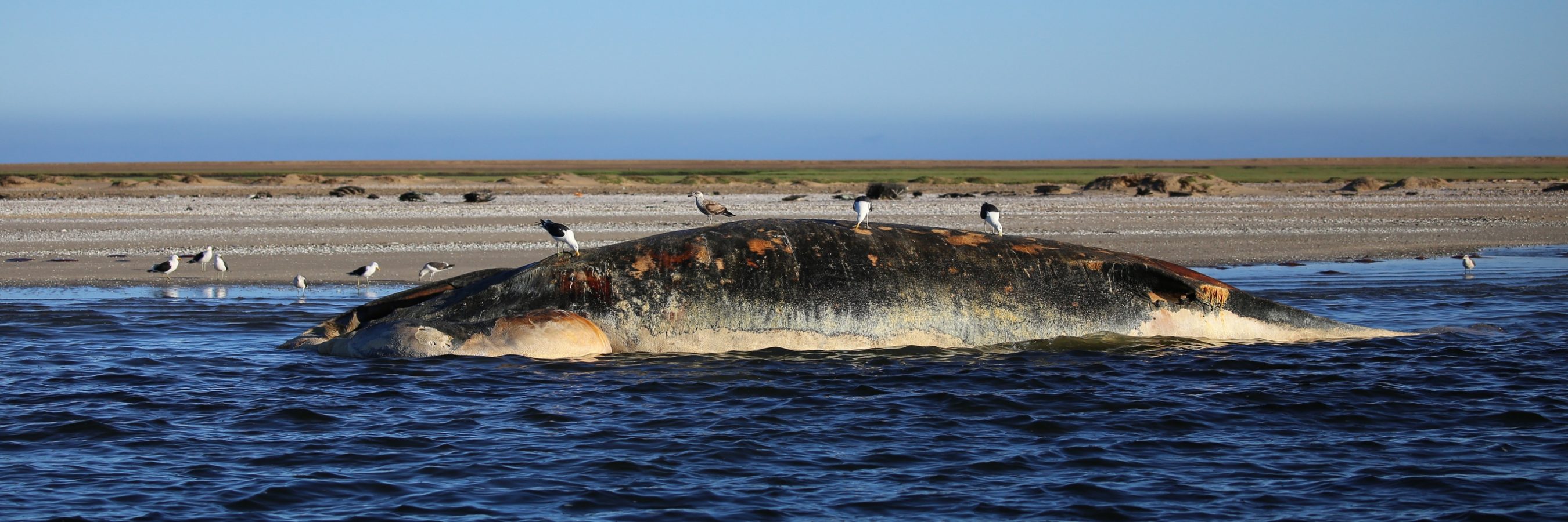One of the dead humpback whales. Its grace dissolved by decay, but this type of stranding represents a gold mine of potential information about all the factors surrounding the animal. Photographer: Simon Elwen
