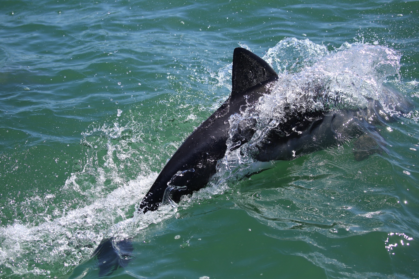Triangular fin of the Heaviside's dolphin. 
Photographer: Jaz Henry