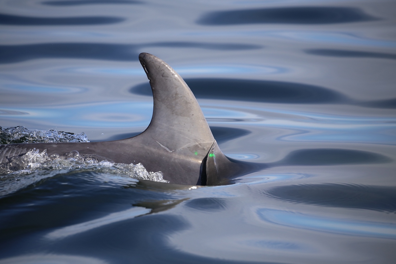Curved fin of the bottlenose dolphin. Photographer: Simon Elwen