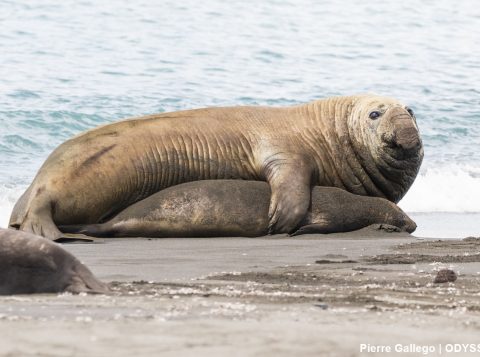 Male with female elephant seals