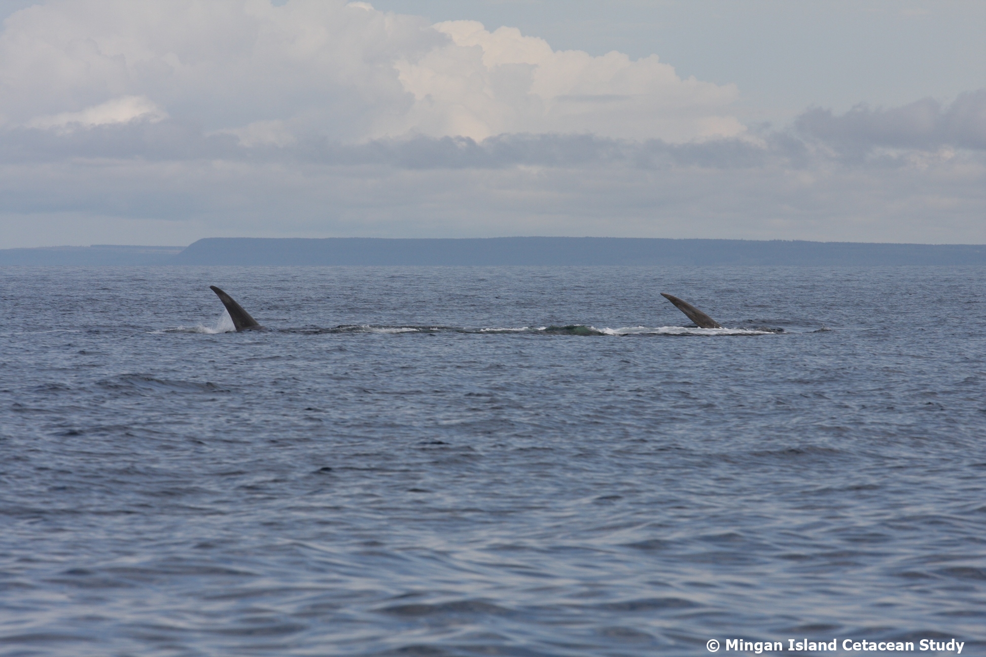 FinWhaleSurfaceFeeding