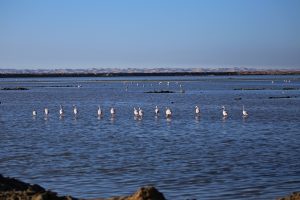 Flamingos in a line.
Photographer: Jaz Henry