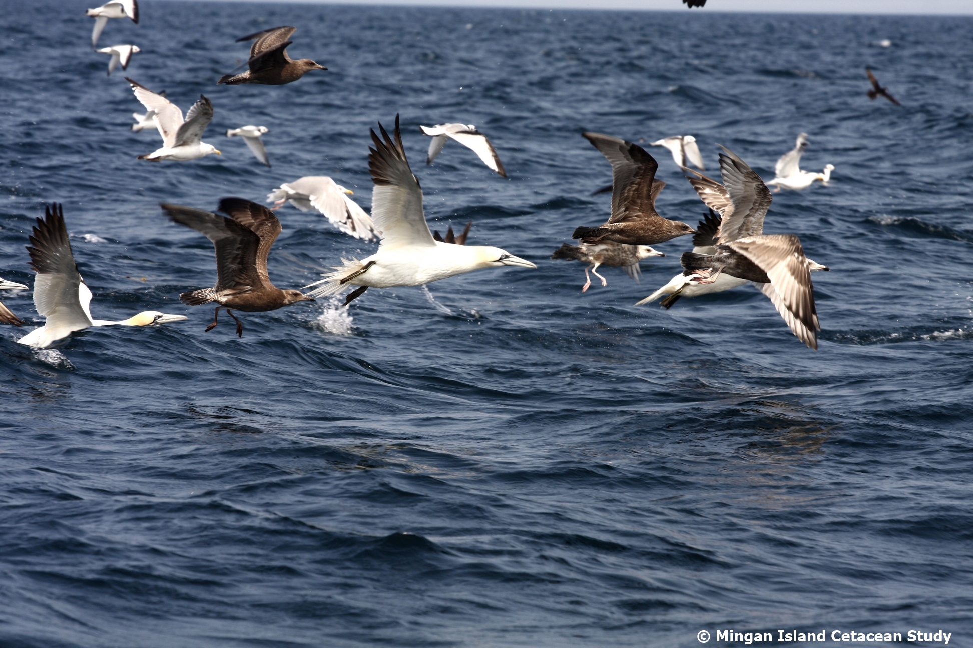 GannetsGulls