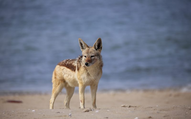 A jackal at Pelican Point, Walvis Bay. 
Photographer: Monique Laubscher