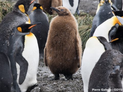 King penguin chick among adults