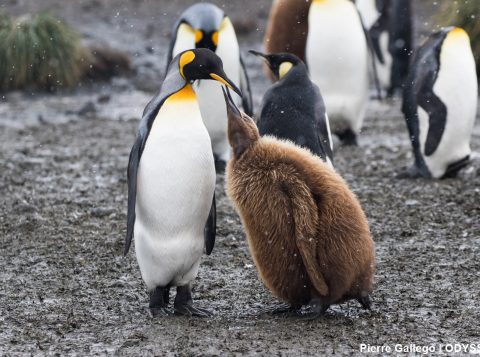 King penguin with chick