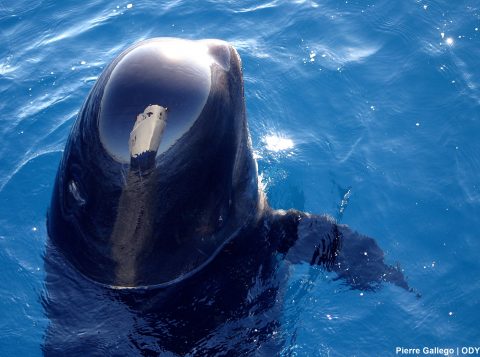 Spyhopping pilot whale
