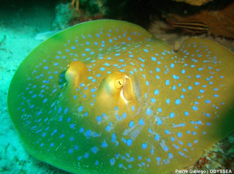 Blue spotted ray in Borneo