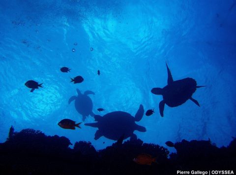 Turtles on coral reef