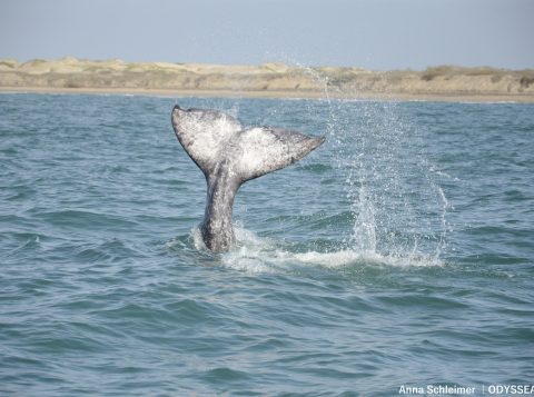Grey whale tail slap