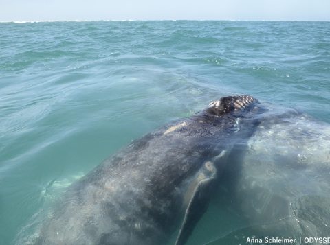 Gray whale calf resting