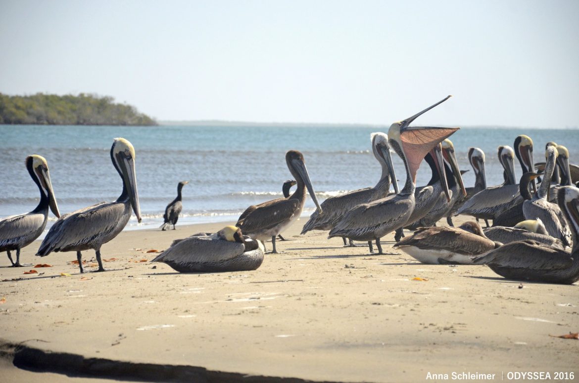 pelicans1