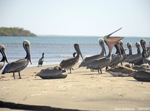 Brown pelicans in Baja