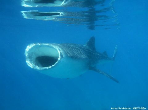 Feeding whale shark