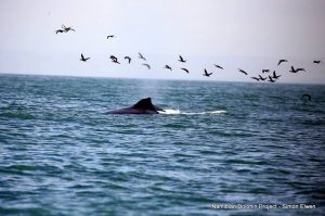 Whale and bird magnificence.
Photographer: Simon Elwen