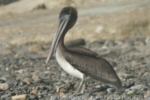 A young of the year brown pelican rests on the rocky shoreline at Cabrillo Beach in San Pedro on Wednesday, July 11, 2012. Young brown pelicans are arriving from their breeding grounds on the California Channel Islands. Photo © Bernardo Alps/PHOTOCETUS. All rights reserved.