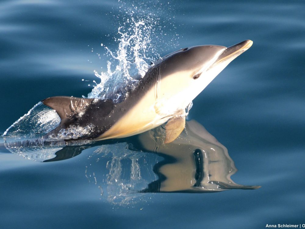 common dolphin1