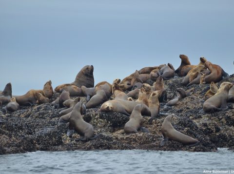 Sea lion colony