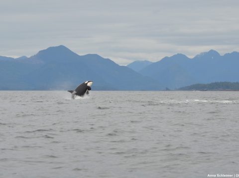 Breaching killer whale