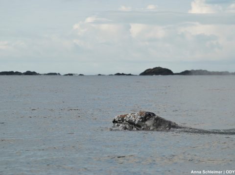 Gray whale off Flores Island