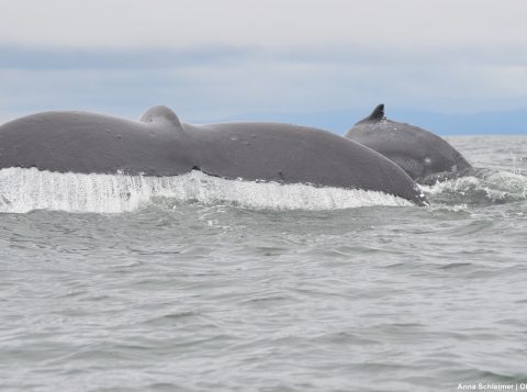 Fluking humpback whales