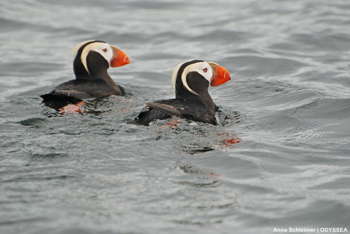 tufted_puffins