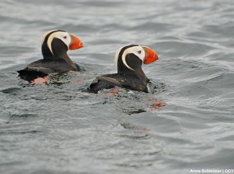 Tufted puffins pair