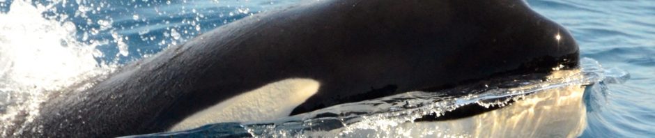 Killer whale Tarifa