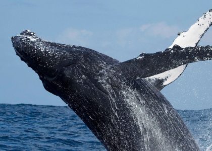 breaching humpback