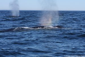 Researchers use the blow (here of fin whales) to spot the animals from the distance