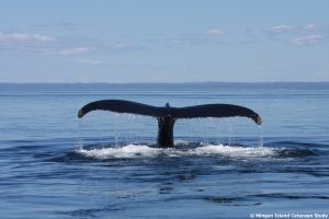 Before the humpback whale dives, it lifts the fluke high out of the water.