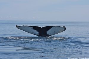 The ventral side of the fluke of humpback whales is used to differentiate among individuals