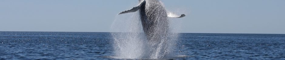 Humpback whale breach