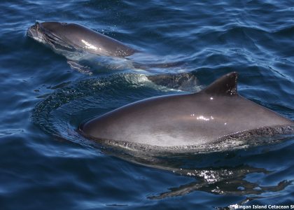 Harbour porpoises are the smallest cetaceans in the St Lawrence.