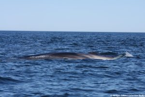 The chevron is used for photo-identification in fin whales