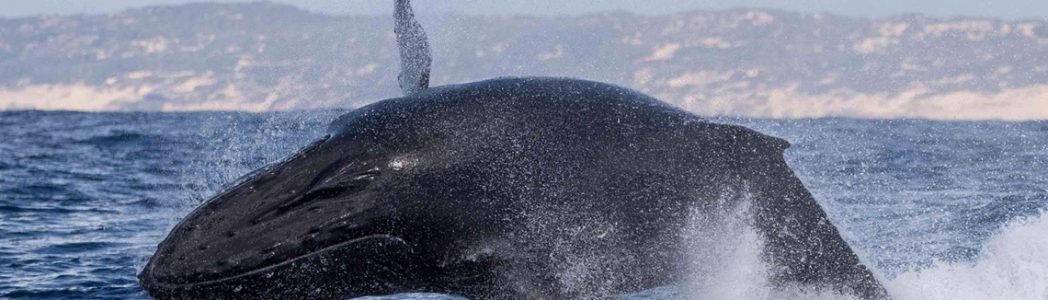 Breach_HumpbackWhale