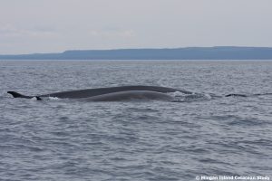 Fin whale cow and calf in the St Lawrence