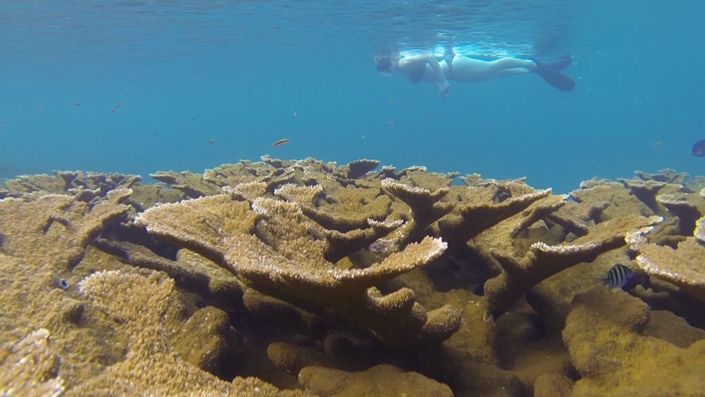 Snorkeling over elkhorn reef