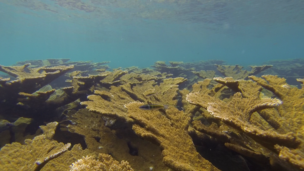 Elkhorn coral reef