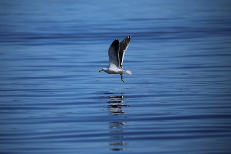 A seagull in transit.
Photographer: Simon Elwen