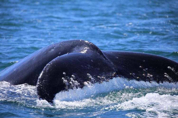 A humpback whale fluke.
Photographer: Jaz Henry