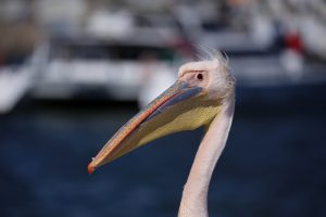Curious pelican. 
Photographer: Jaz Henry