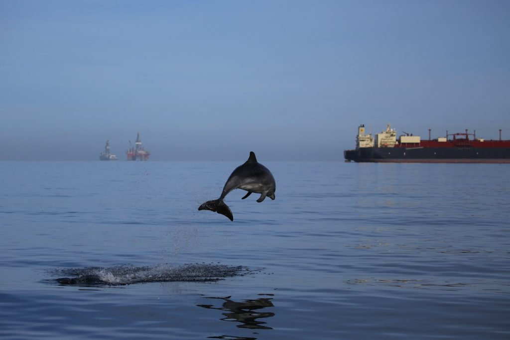 Bottlenose dolphin in busy Bay. Photographer: Simon Elwen