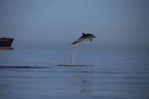 A bottlenose dolphin leaping. Photographer: Simon Elwen.