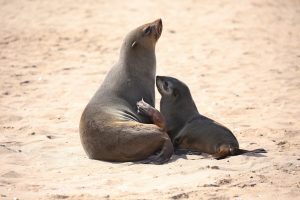 Cape fur seal calf hugs its mother.
Photographer: Monique Laubscher