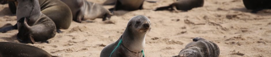 20180812_6D_IMG_0218_WVB Pelican Point survey (MLaubscher)