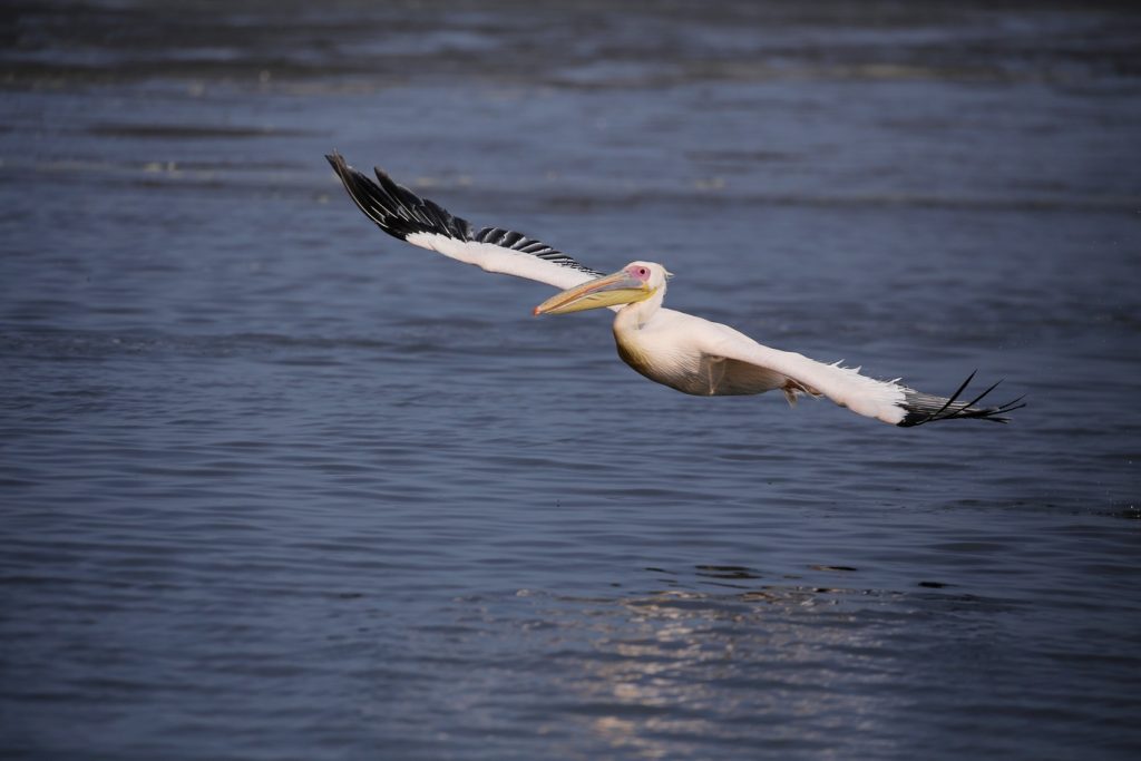 A pelican soars through the air. 
Photographer: Simon Elwen
