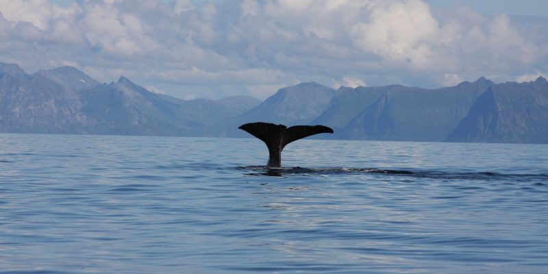As the sperm whale plunges back into the depth, it flukes up high.