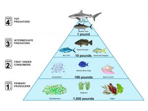 Illustration showing a simple marine food chain from primary producers to top predators