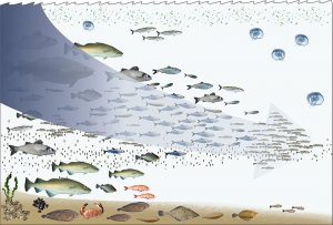 Illustration of the concept fishing down the food chain whereby as fishing continues smaller and smaller species are exploited